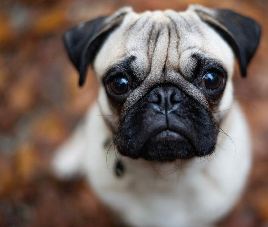 Cane ospite benvenuto in hotel